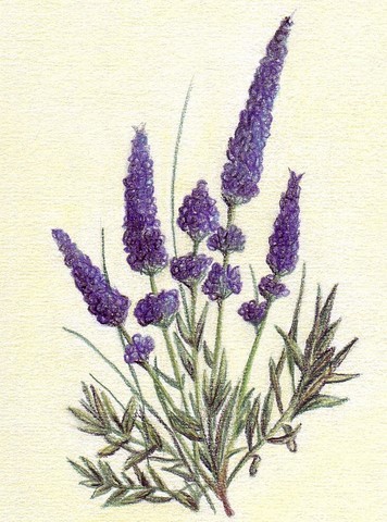 LAVANDE DE PROVENCE LAVANDE DE PROVENCE