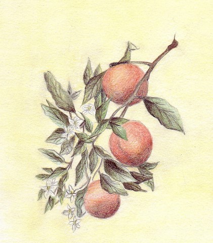 NEROLI FLEURS D ORANGER